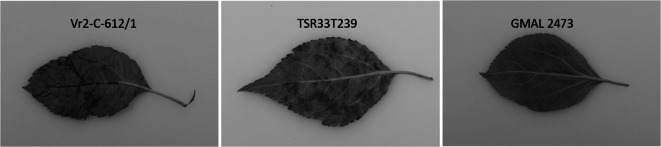 <i>Rvi4</i> and <i>Rvi15</i> are the same apple scab resistance genes.