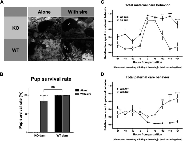 Compensatory enhancement of paternal care in maternally neglected mice family.