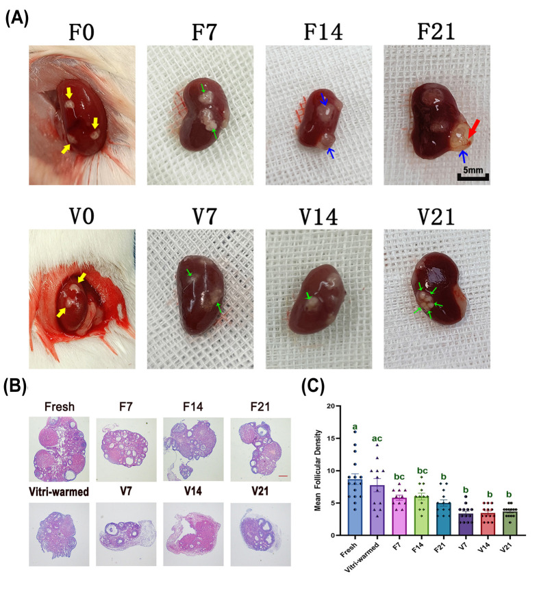 Adverse effects of ovarian cryopreservation and auto-transplantation on ovarian grafts and quality of produced oocytes in a mouse model.