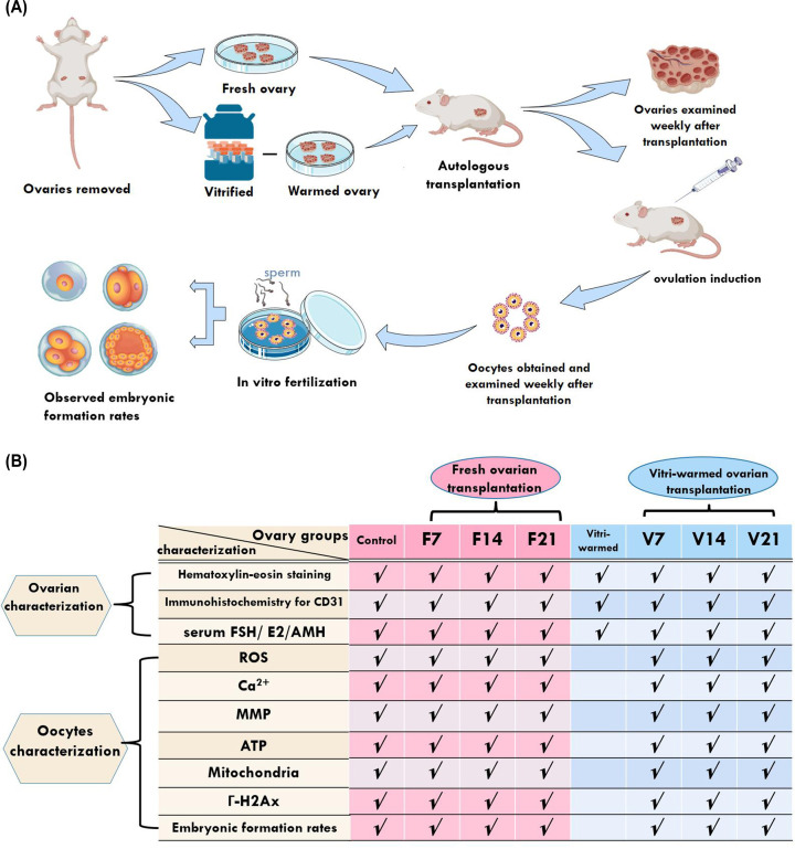 Adverse effects of ovarian cryopreservation and auto-transplantation on ovarian grafts and quality of produced oocytes in a mouse model.