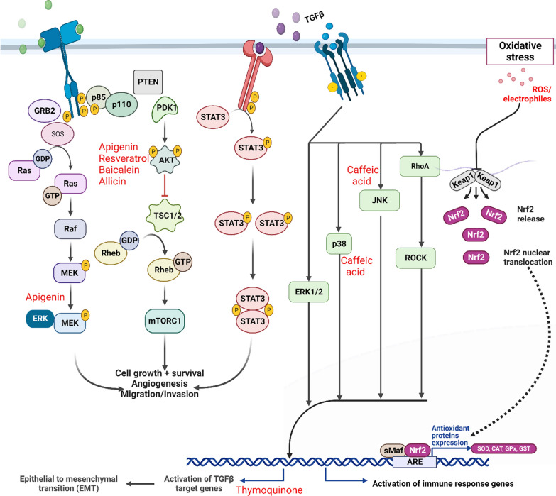 Exploring the role of natural bioactive molecules in genitourinary cancers: how far has research progressed?