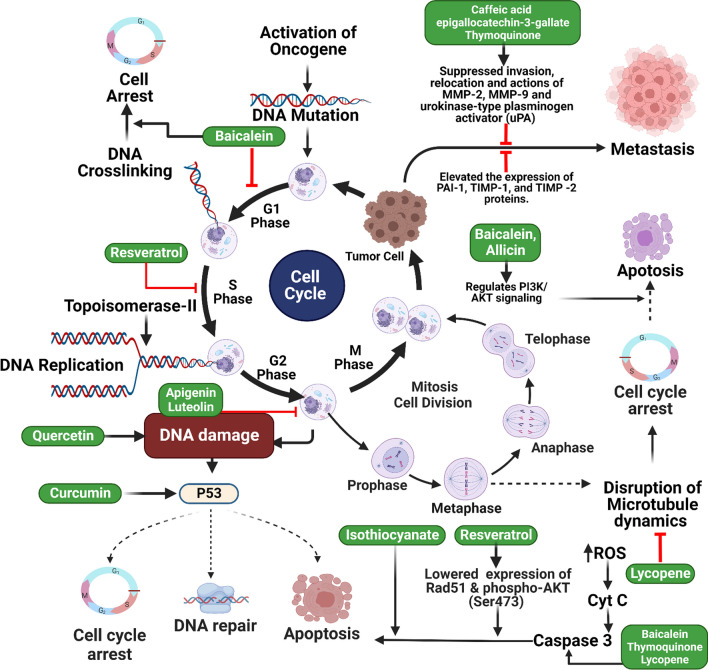 Exploring the role of natural bioactive molecules in genitourinary cancers: how far has research progressed?