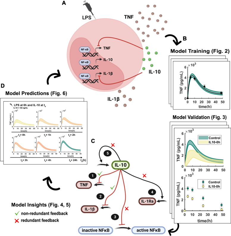 Mathematical models disentangle the role of IL-10 feedbacks in human monocytes upon proinflammatory activation.