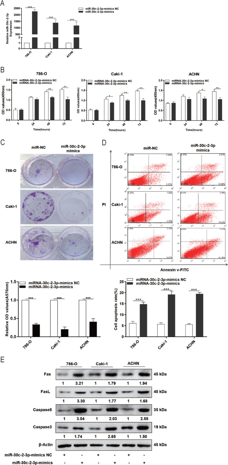 miR-30c-2-3p suppresses the proliferation of human renal cell carcinoma cells by targeting TOP2A.