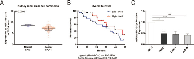 miR-30c-2-3p suppresses the proliferation of human renal cell carcinoma cells by targeting TOP2A.