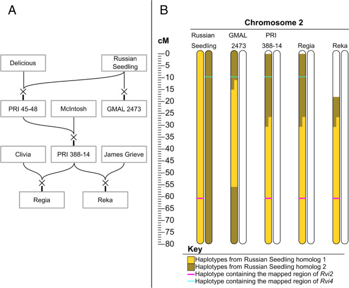 <i>Rvi4</i> and <i>Rvi15</i> are the same apple scab resistance genes.