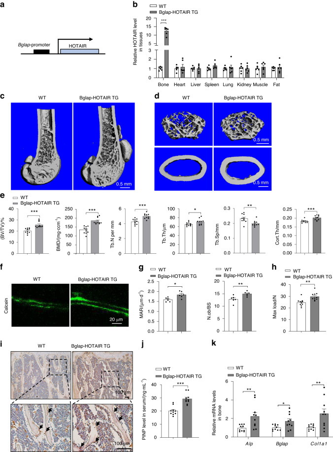 HuR-mediated nucleocytoplasmic translocation of HOTAIR relieves its inhibition of osteogenic differentiation and promotes bone formation.