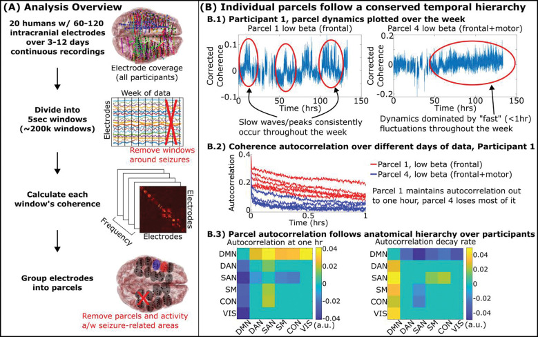 A week in the life of the human brain: stable states punctuated by chaotic transitions.