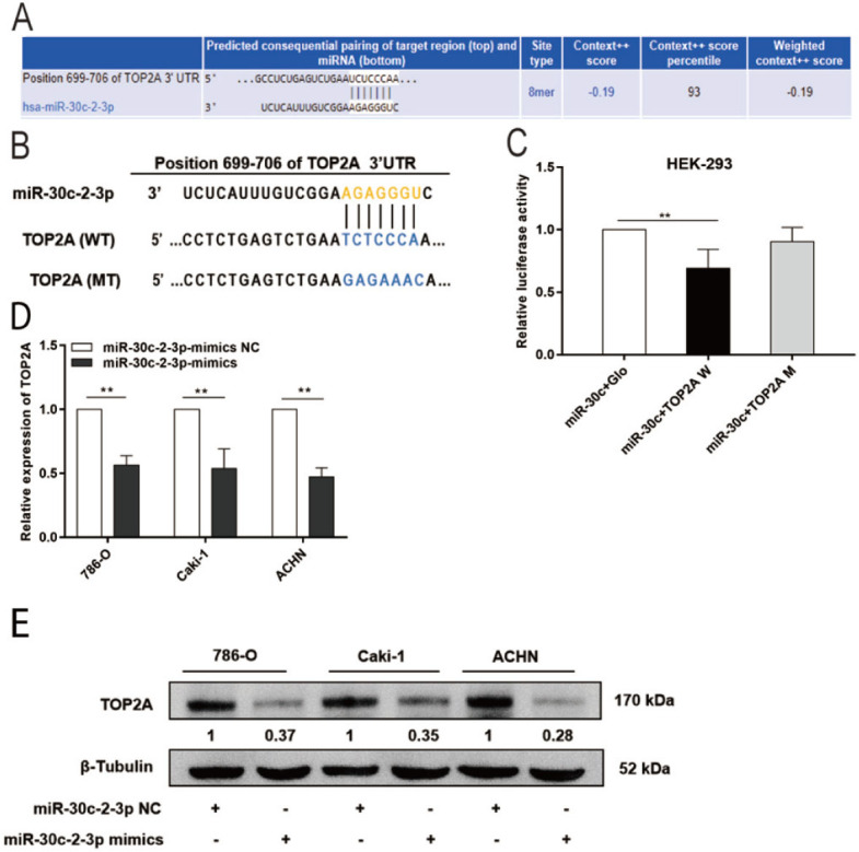 miR-30c-2-3p suppresses the proliferation of human renal cell carcinoma cells by targeting TOP2A.