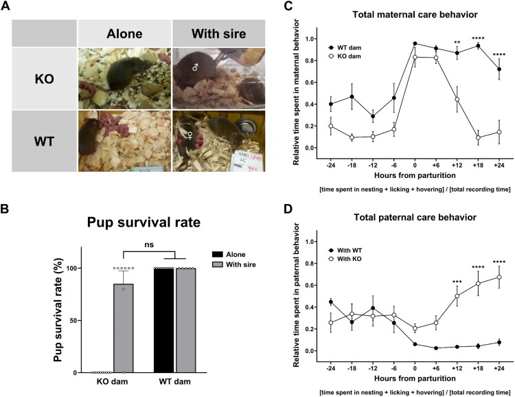 Compensatory enhancement of paternal care in maternally neglected mice family.