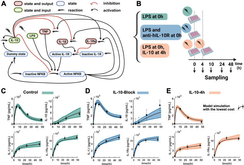 Mathematical models disentangle the role of IL-10 feedbacks in human monocytes upon proinflammatory activation.