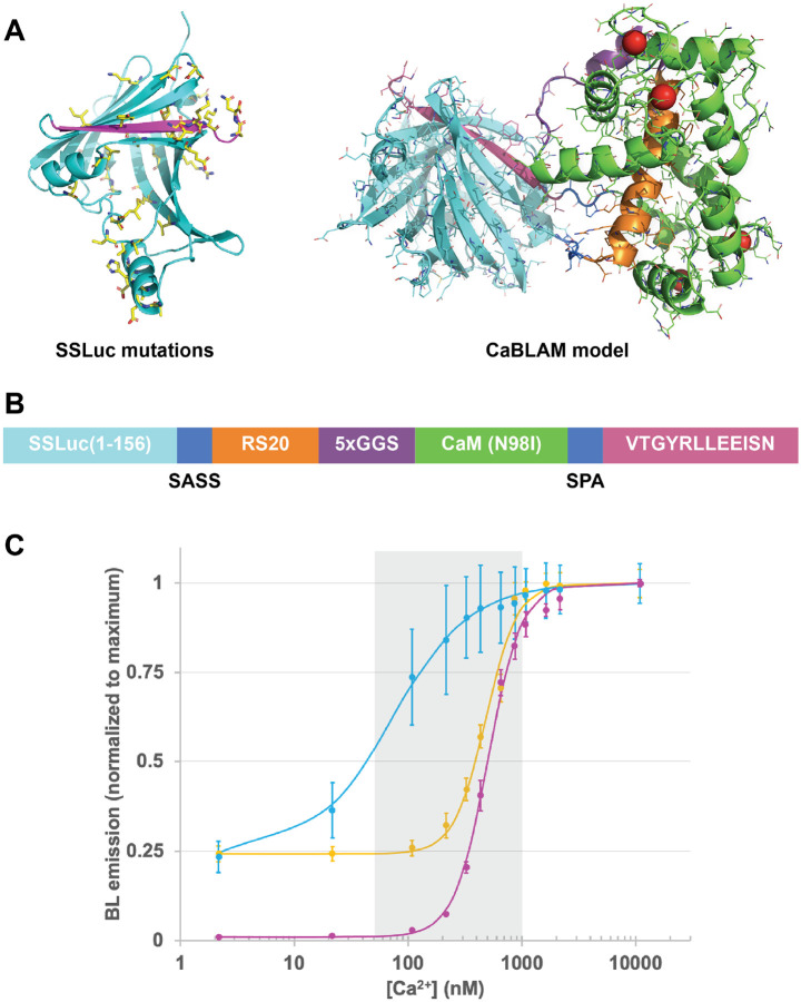 CaBLAM! A high-contrast bioluminescent Ca<sup>2+</sup> indicator derived from an engineered <i>Oplophorus gracilirostris</i> luciferase.