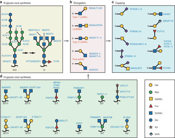 Glycobiology in osteoclast differentiation and function.