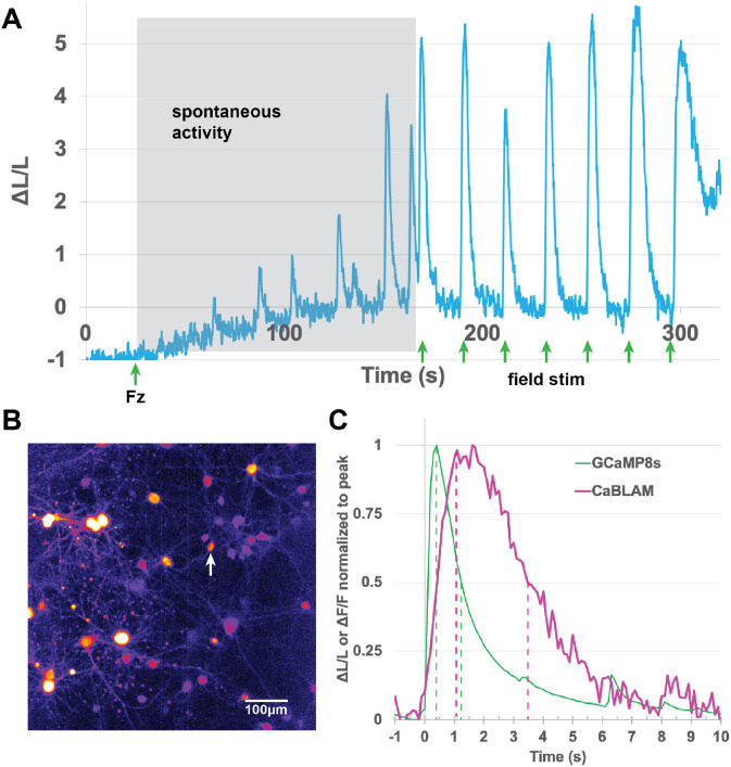 CaBLAM! A high-contrast bioluminescent Ca<sup>2+</sup> indicator derived from an engineered <i>Oplophorus gracilirostris</i> luciferase.