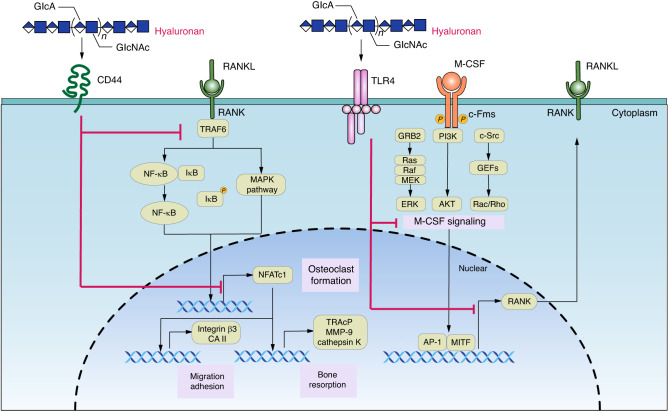 Glycobiology in osteoclast differentiation and function.