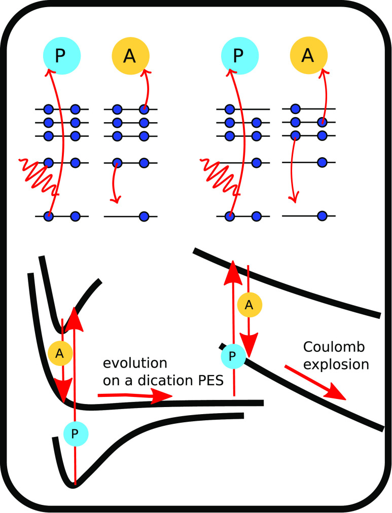 Isotope effects in dynamics of water isotopologues induced by core ionization at an x-ray free-electron laser.