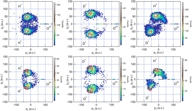 Isotope effects in dynamics of water isotopologues induced by core ionization at an x-ray free-electron laser.