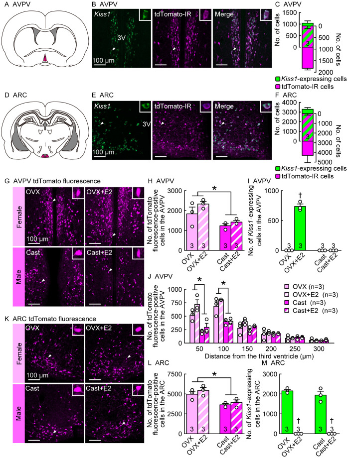 Sex difference in developmental changes in visualized Kiss1 neurons in newly generated Kiss1-Cre rats.