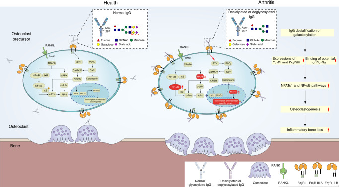 Glycobiology in osteoclast differentiation and function.