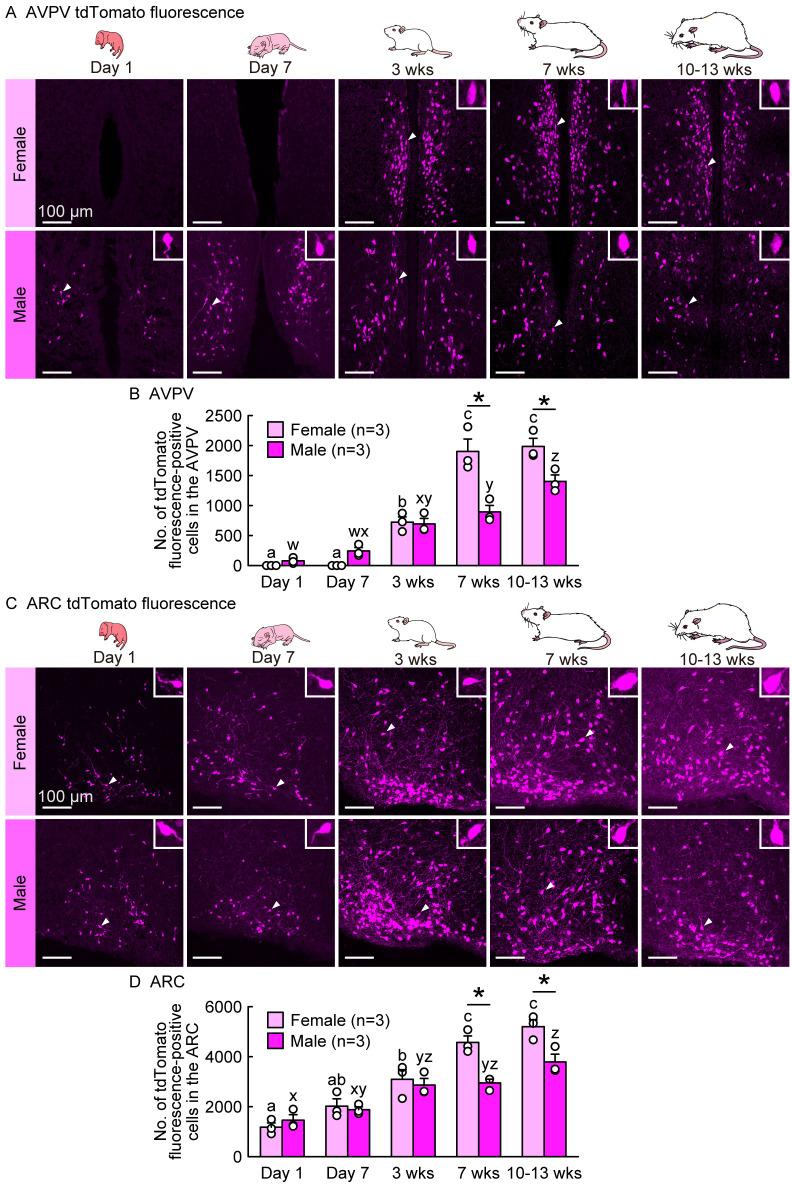 Sex difference in developmental changes in visualized Kiss1 neurons in newly generated Kiss1-Cre rats.