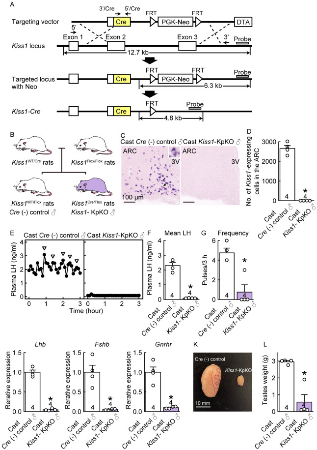 Sex difference in developmental changes in visualized Kiss1 neurons in newly generated Kiss1-Cre rats.