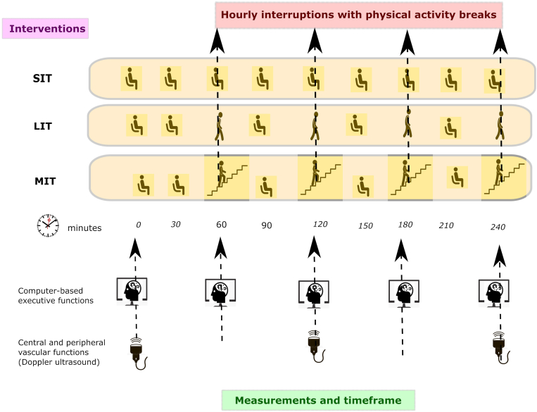 Effects of physical activity breaks during prolonged sitting on vascular and executive function—A randomised cross-over trial