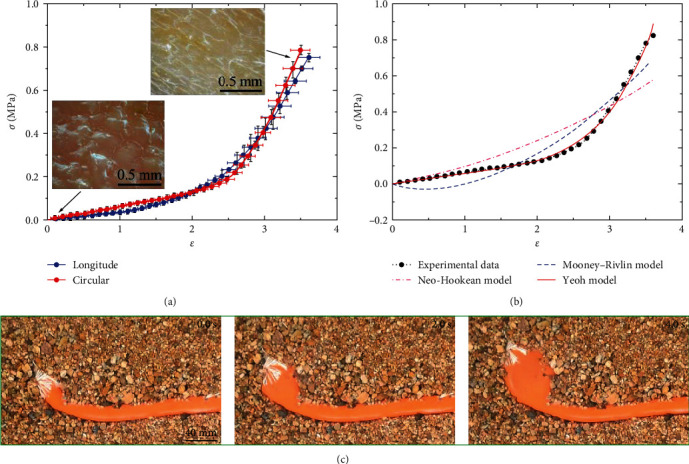 Radial Expansion Favors the Burrowing Behavior of <i>Urechis unicinctus</i>.