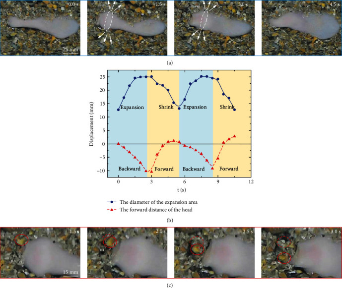 Radial Expansion Favors the Burrowing Behavior of <i>Urechis unicinctus</i>.