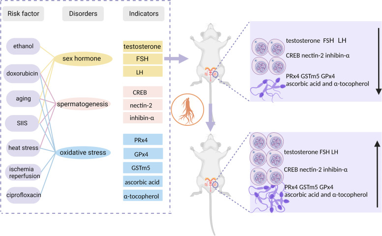 The role of red ginseng in men's reproductive health: a literature review.