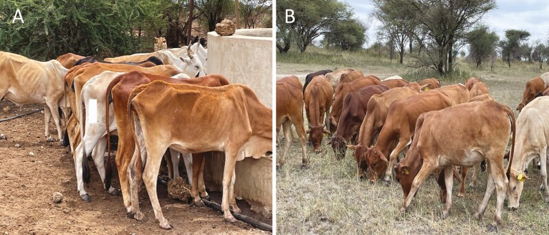 Development of genetically improved tropical-adapted dairy cattle.