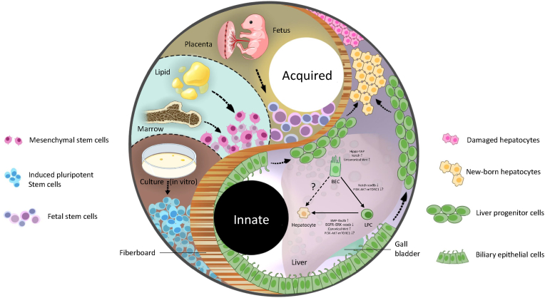 Arouse potential stemness: Intrinsic and acquired stem cell therapeutic strategies for advanced liver diseases