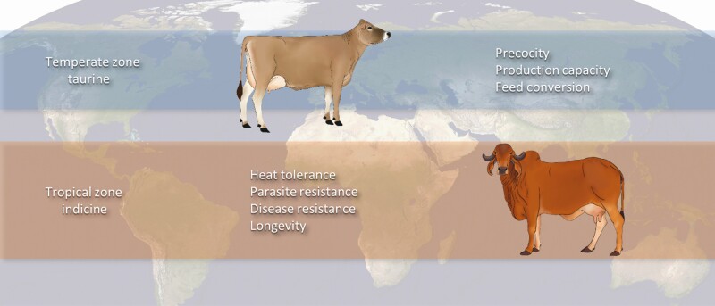 Development of genetically improved tropical-adapted dairy cattle.