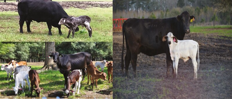 Development of genetically improved tropical-adapted dairy cattle.