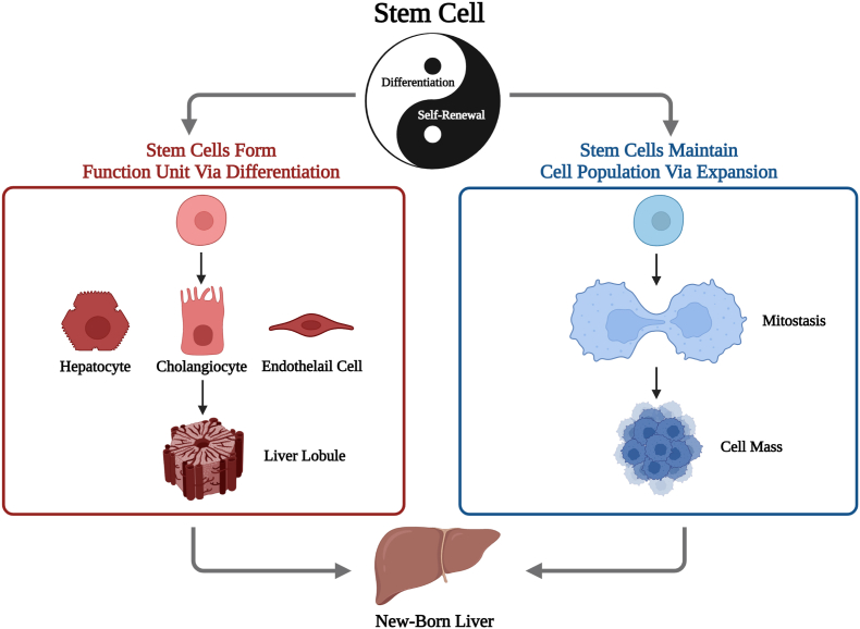 Arouse potential stemness: Intrinsic and acquired stem cell therapeutic strategies for advanced liver diseases