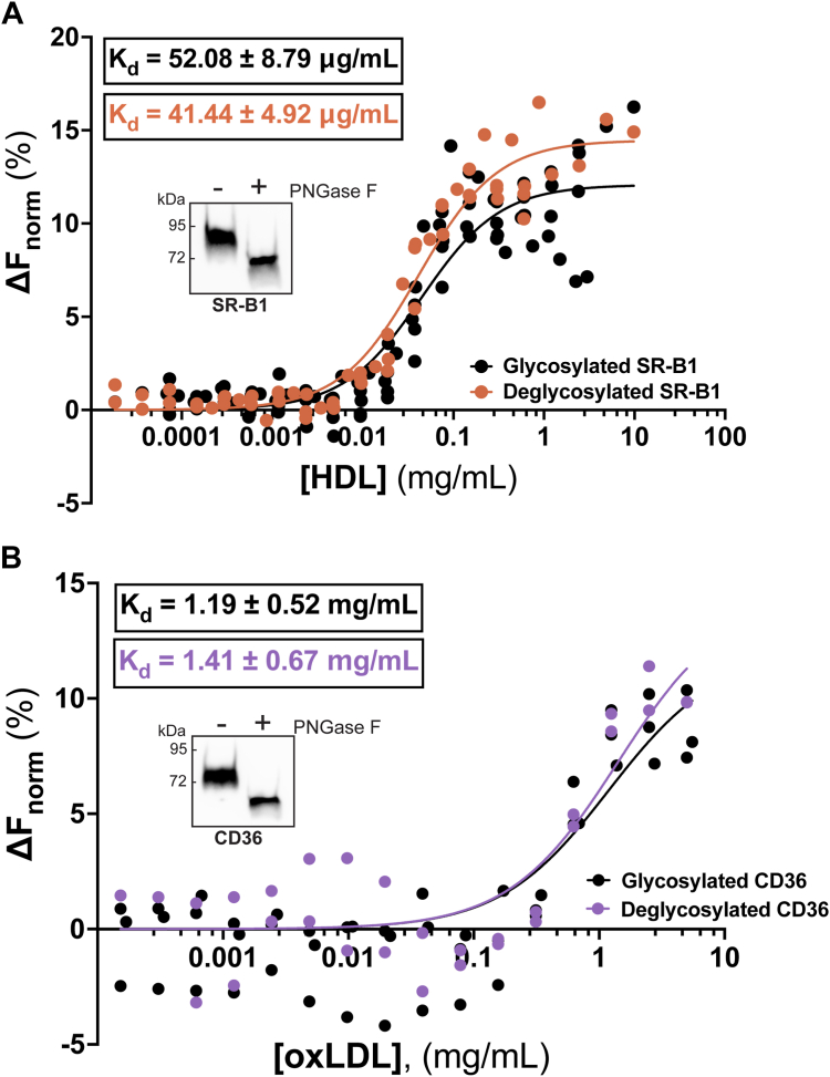 Development and validation of a purification system for functional full-length human SR-B1 and CD36.