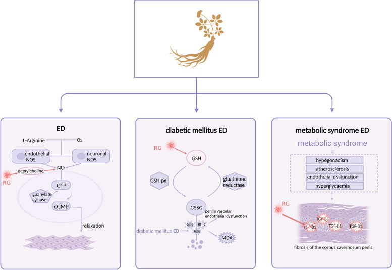 The role of red ginseng in men's reproductive health: a literature review.