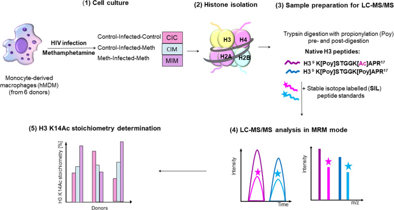 Change of histone H3 lysine 14 acetylation stoichiometry in human monocyte derived macrophages as determined by MS-based absolute targeted quantitative proteomic approach: HIV infection and methamphetamine exposure.