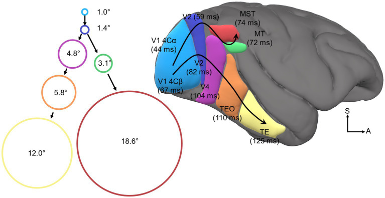 Oculomotor feature discrimination is cortically mediated.