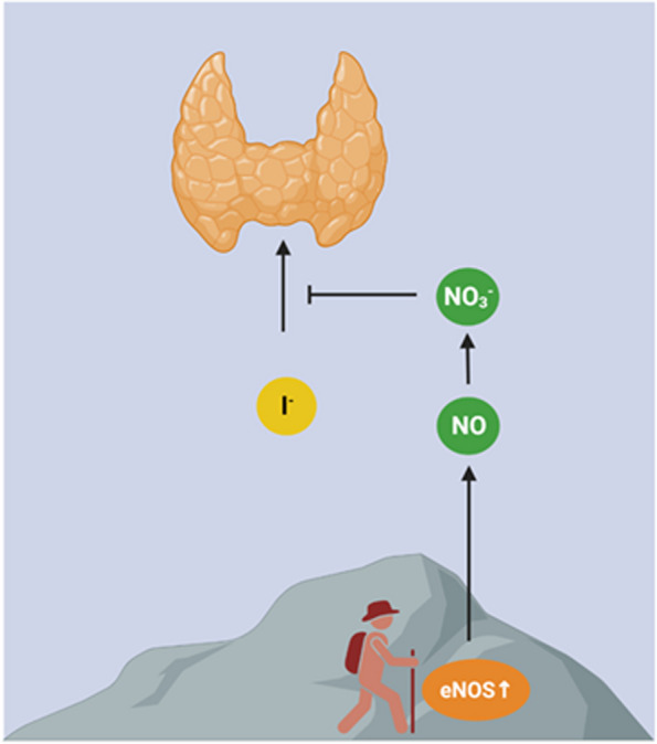 Is nitric oxide a clue to endemic goitre in highlanders?