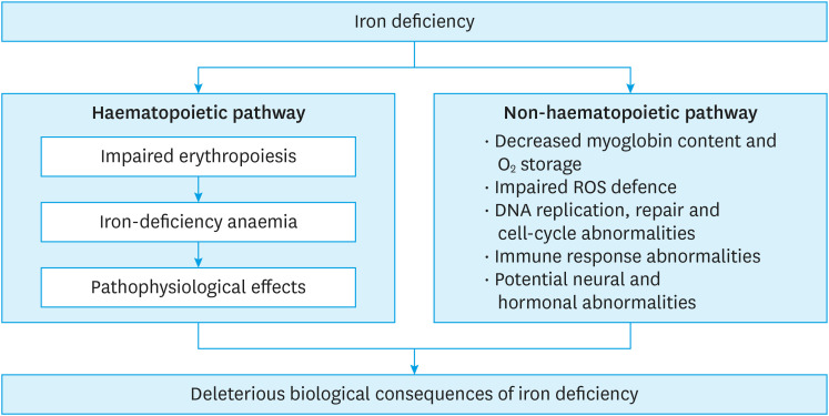 Iron Deficiency in Heart Failure: A Korea-Oriented Review.