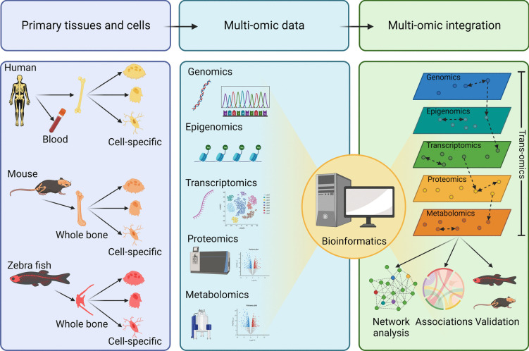 Bone Trans-omics: Integrating Omics to Unveil Mechanistic Molecular Networks Regulating Bone Biology and Disease.