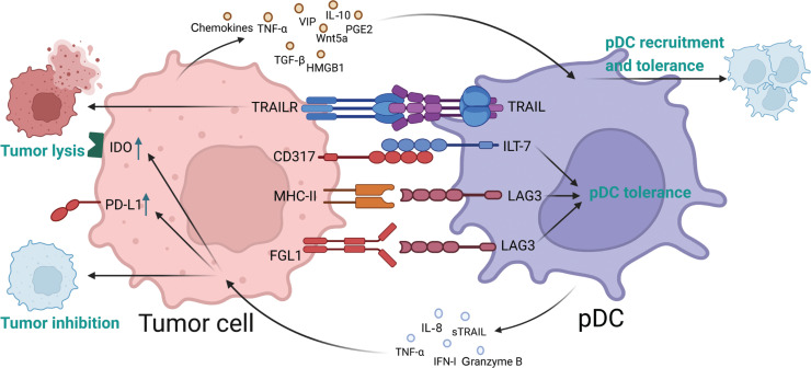 Emerging roles of plasmacytoid dendritic cell crosstalk in tumor immunity.