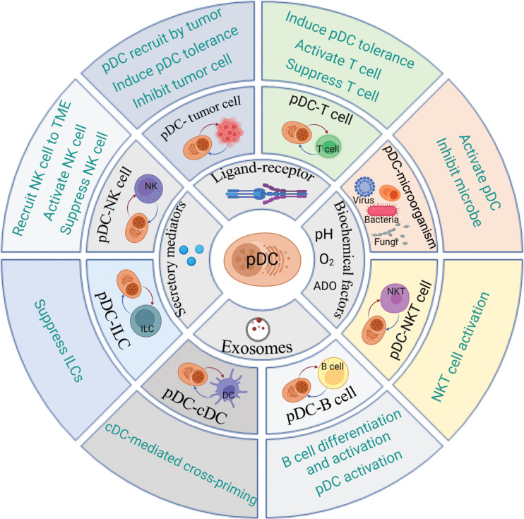 Emerging roles of plasmacytoid dendritic cell crosstalk in tumor immunity.