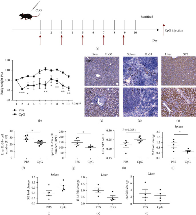 The Role of the IL-33/ST2 Axis in CpG-Induced Macrophage Activation Syndrome.