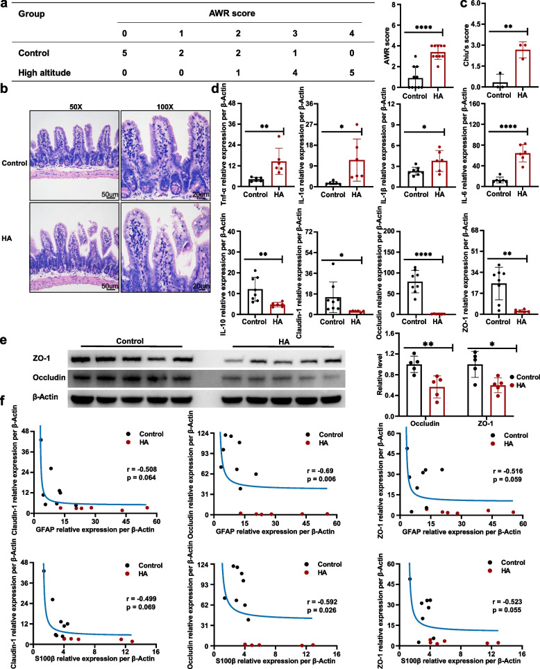 Enteric glial cells aggravate the intestinal epithelial barrier damage by secreting S100β under high-altitude conditions.