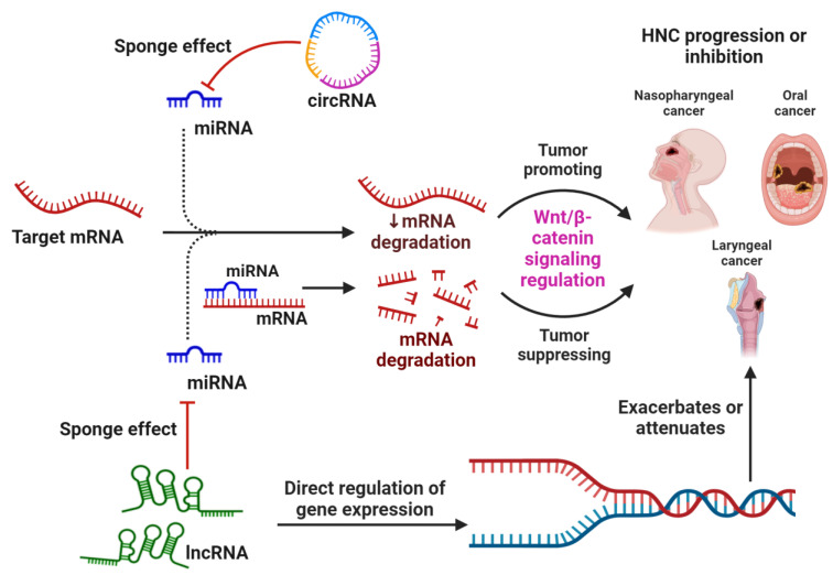 Crosstalk between Non-Coding RNAs and Wnt/β-Catenin Signaling in Head and Neck Cancer: Identification of Novel Biomarkers and Therapeutic Agents.