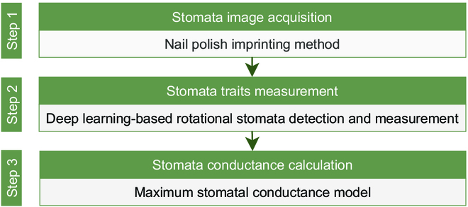 Rotating Stomata Measurement Based on Anchor-Free Object Detection and Stomata Conductance Calculation.