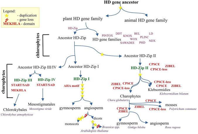 Evolutionary Consequences of Functional and Regulatory Divergence of HD-Zip I Transcription Factors as a Source of Diversity in Protein Interaction Networks in Plants.