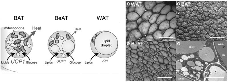 Regulatory effects and mechanisms of exercise on activation of brown adipose tissue (BAT) and browning of white adipose tissue (WAT).