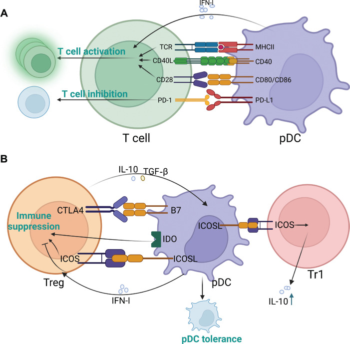 Emerging roles of plasmacytoid dendritic cell crosstalk in tumor immunity.